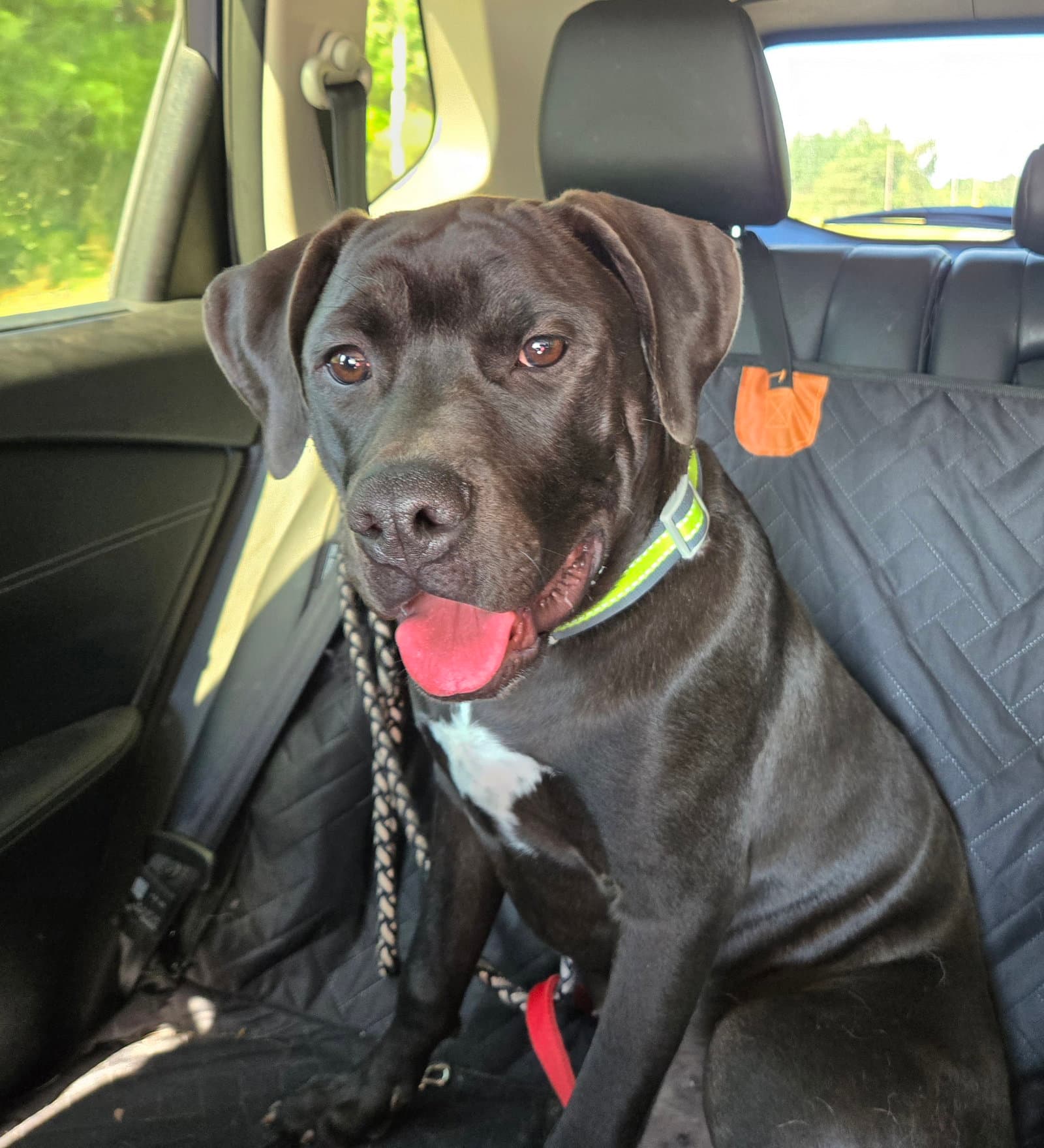 Benny - Labrador Retriever