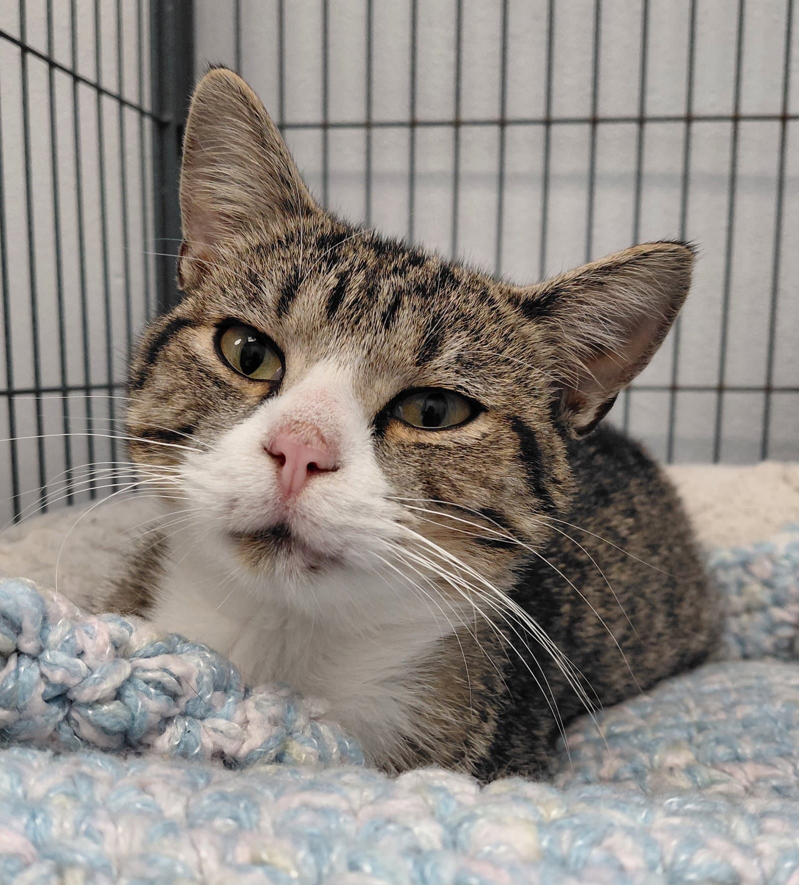 Jimmy - Domestic Short Hair