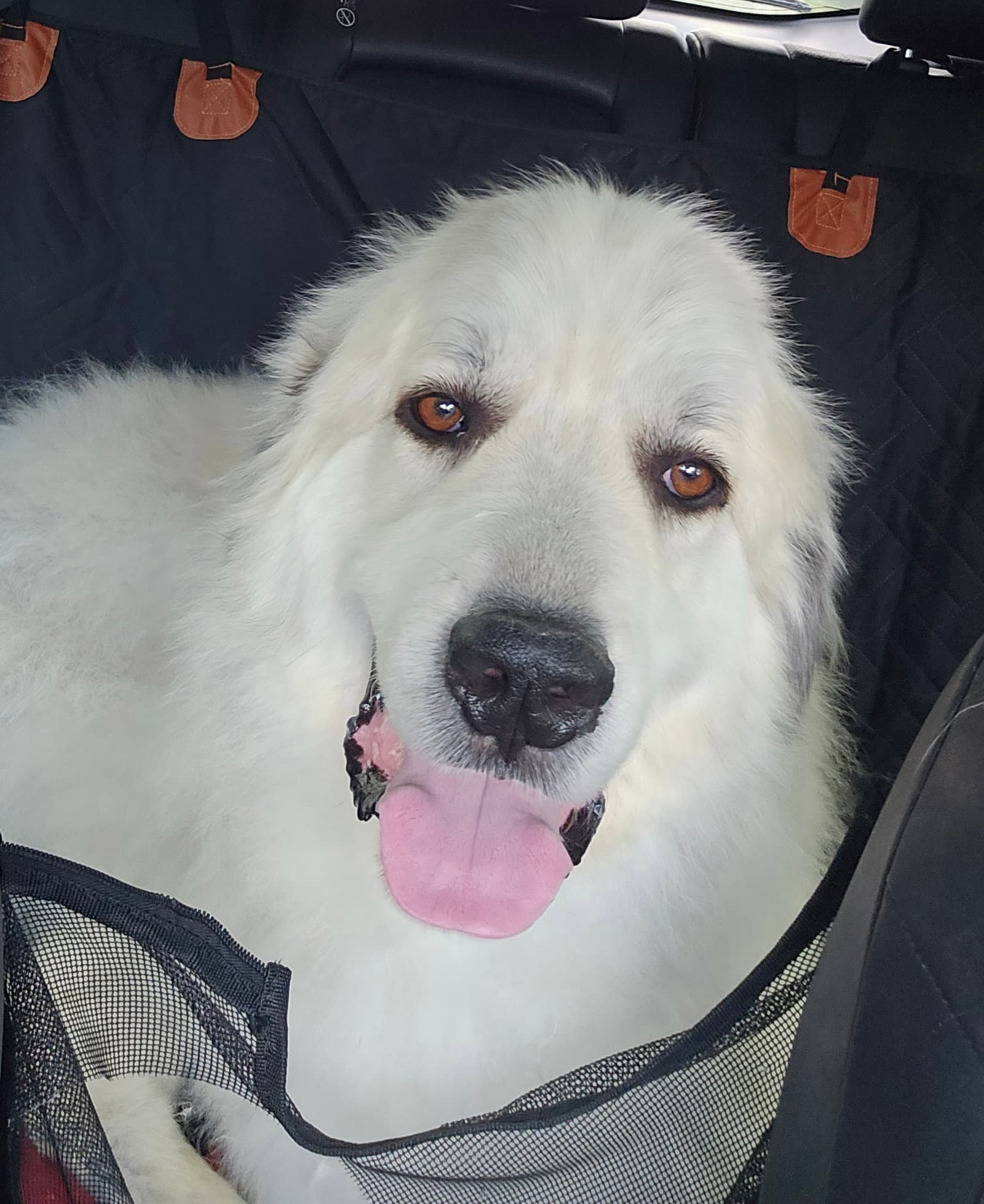 Jasper - Great Pyrenees