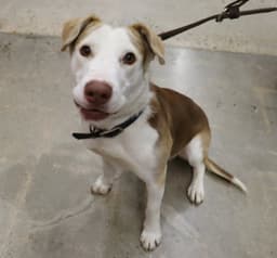Tucker image 4