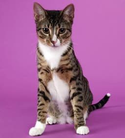 Tippy image 2