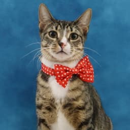 Tippy image 1