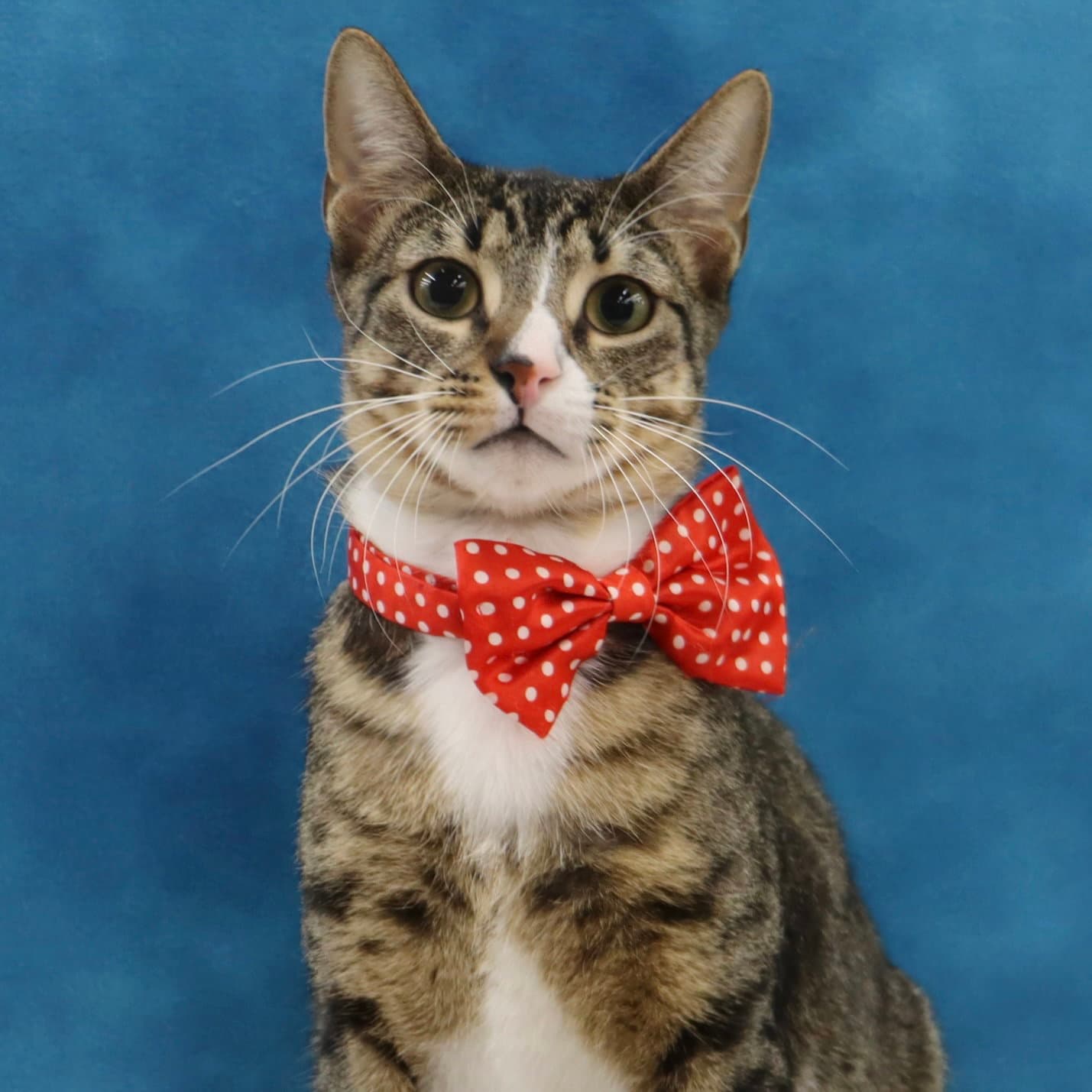 Tippy - Domestic Short Hair