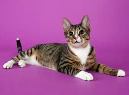 Tippy image 3