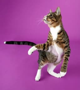 Tippy image 4