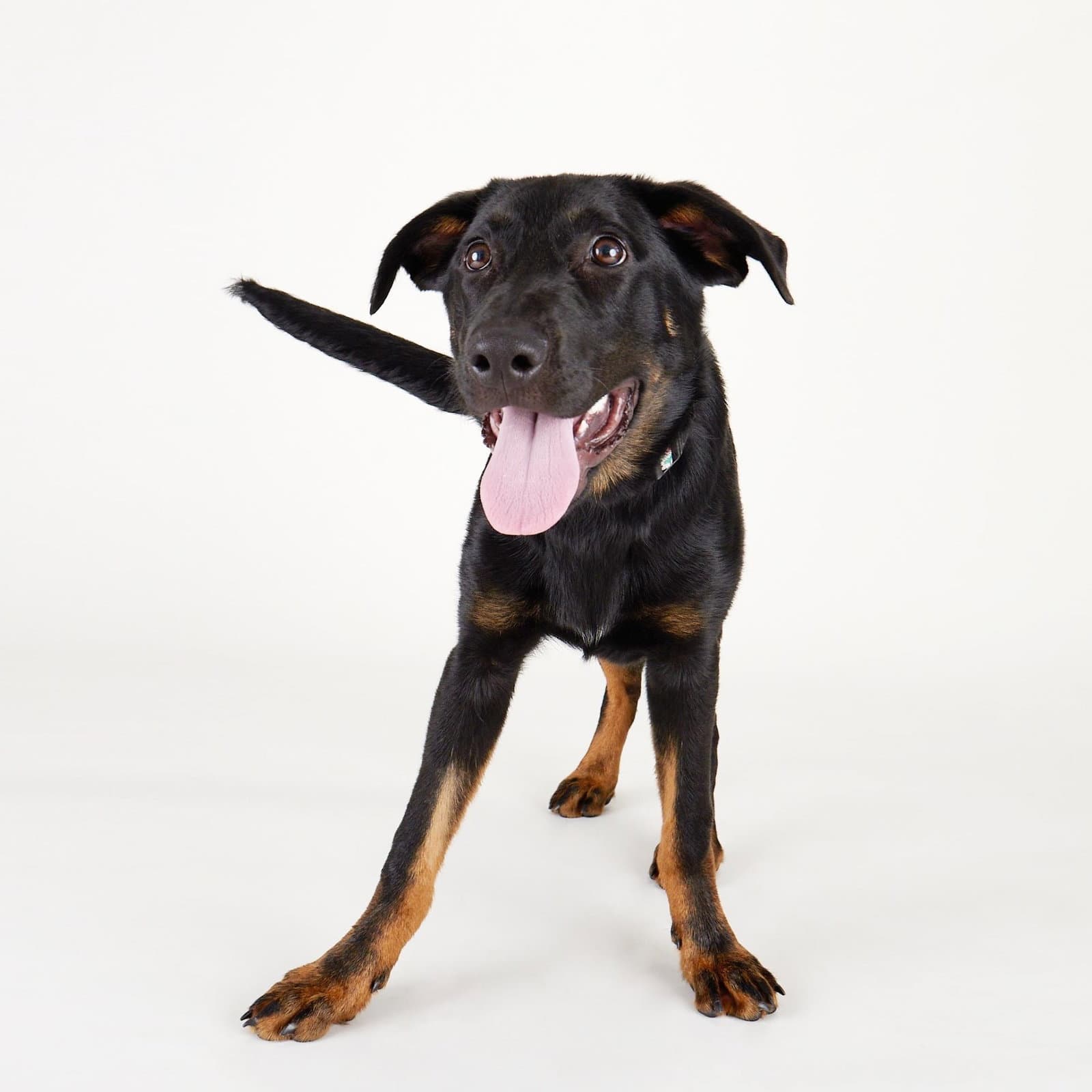 Orion - Labrador Retriever