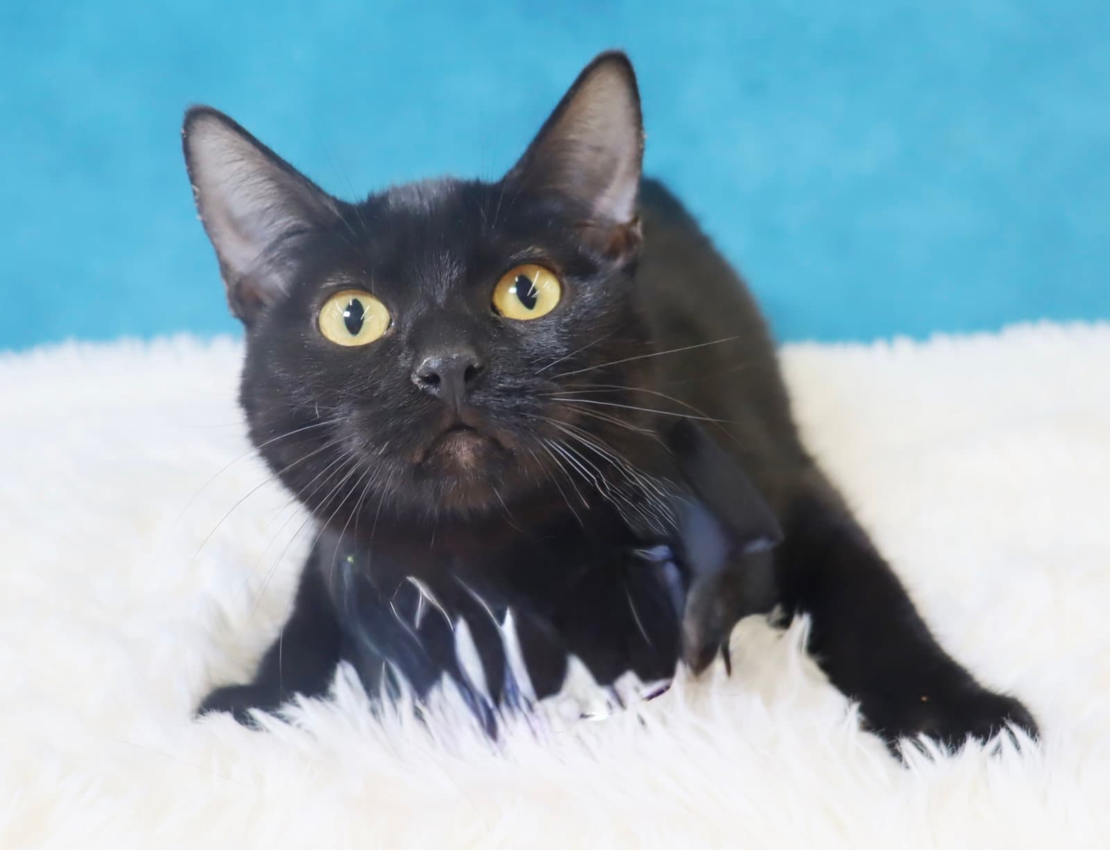 Calypso - Domestic Short Hair