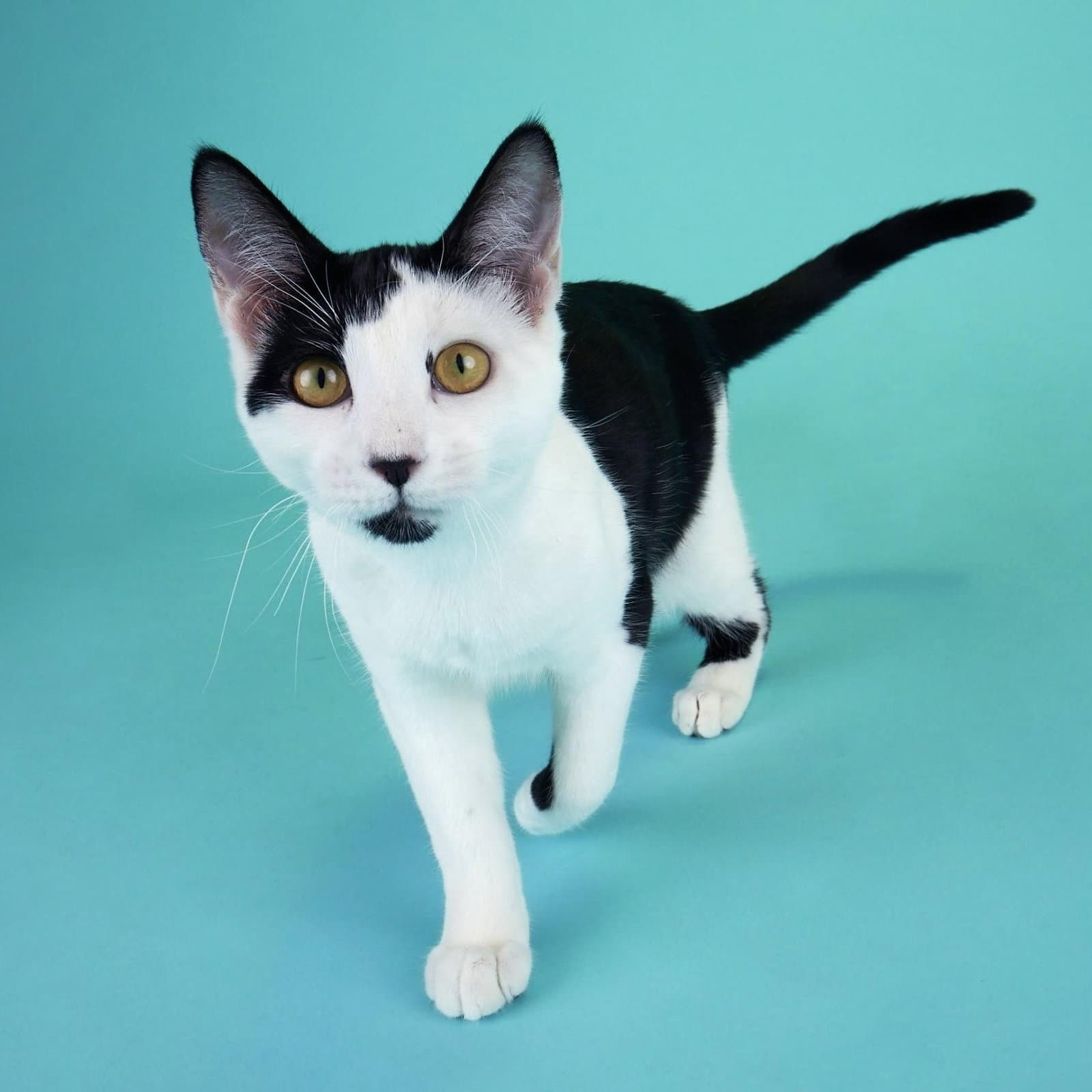 Coraline - Domestic Short Hair