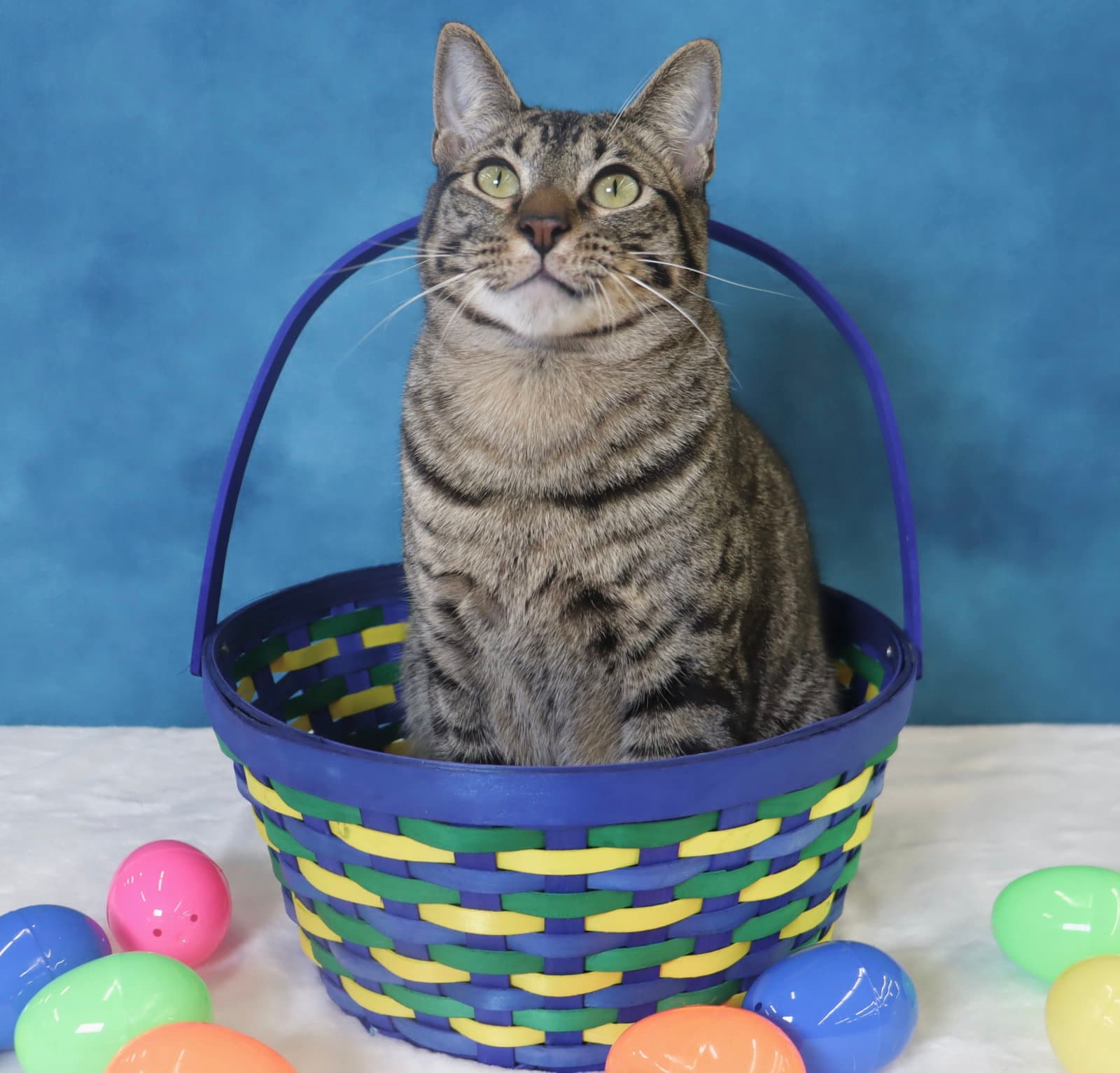 Musubi - Domestic Short Hair
