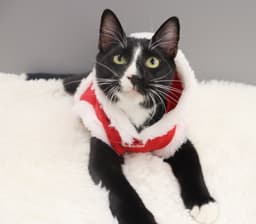 Pepe Le Pew image 4