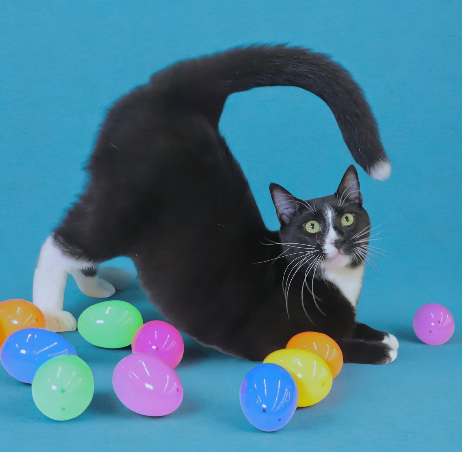 Pepe Le Pew - Domestic Short Hair