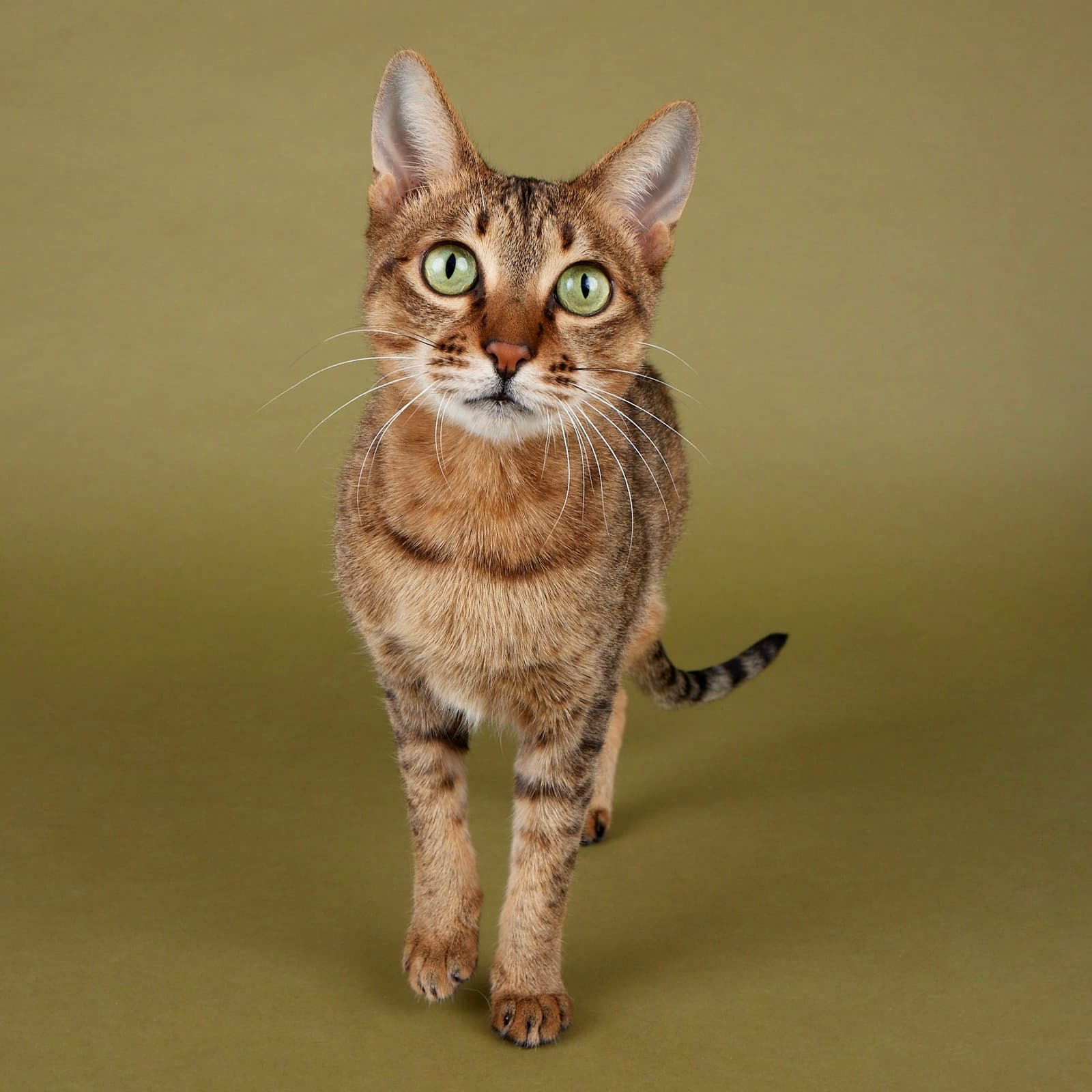 Jade - Domestic Short Hair