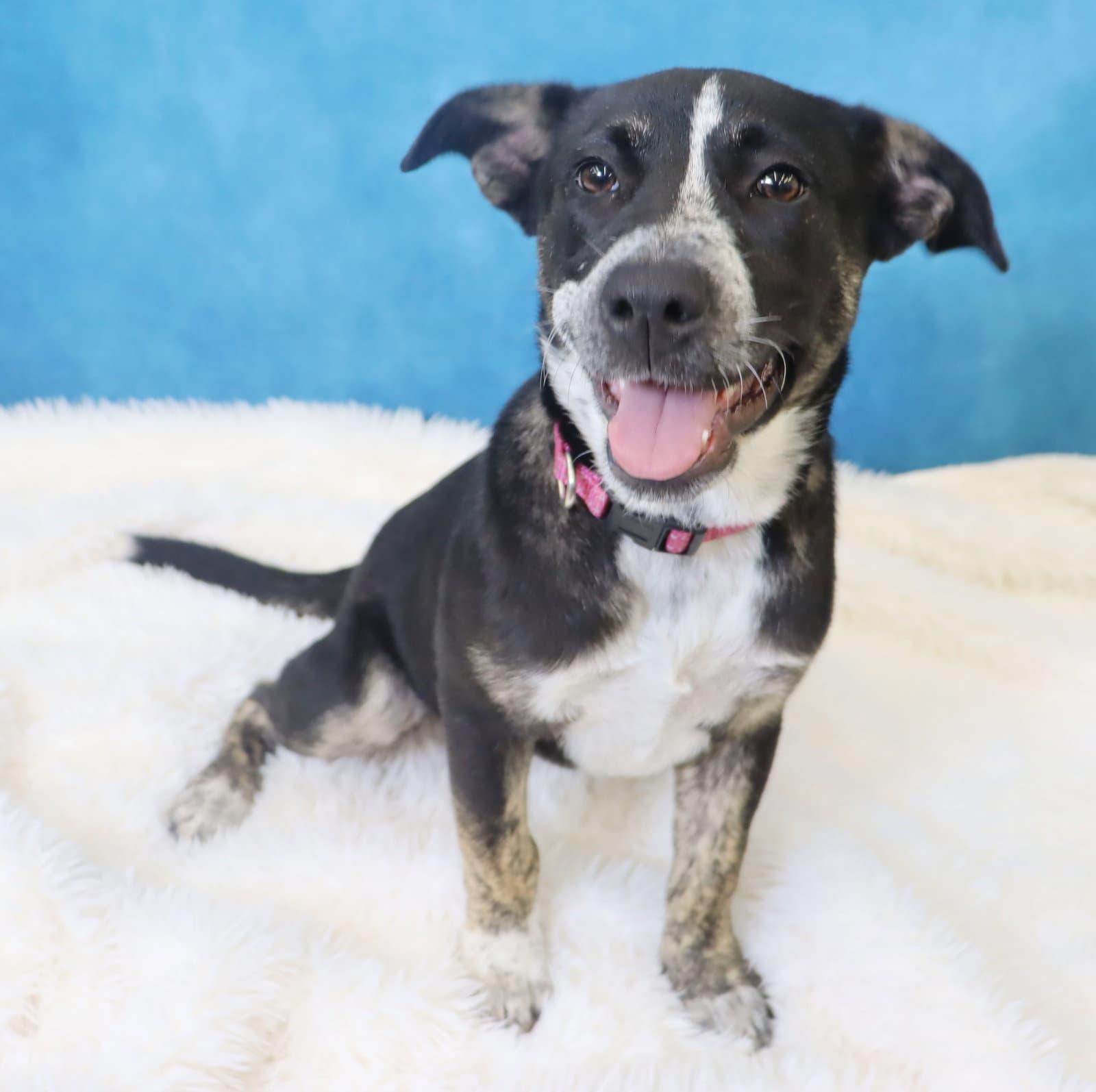 Crosby - Cattle Dog
