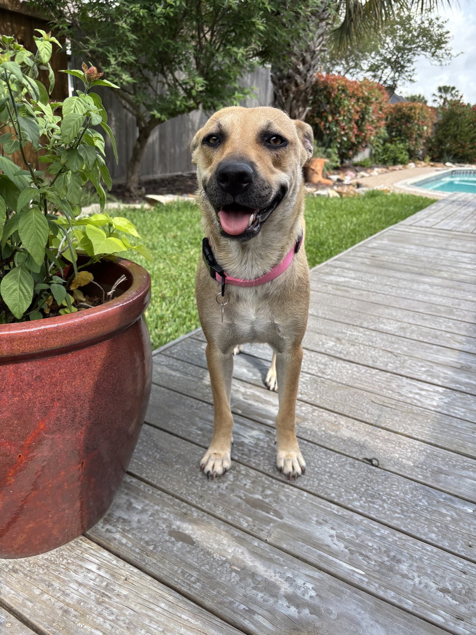 Sandy - Coming Soon - Black Mouth Cur