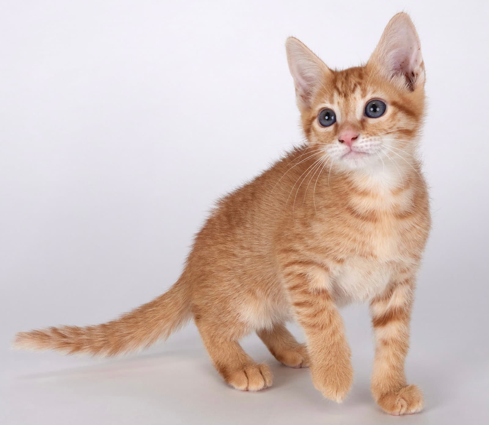 Riley - Domestic Short Hair