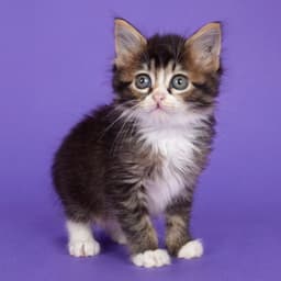 Scout image 3