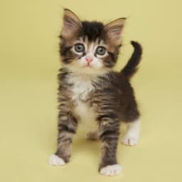 Scout image 2