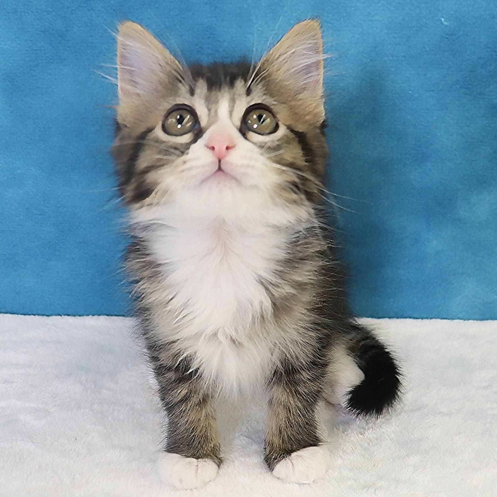 Scout - Domestic Medium Hair