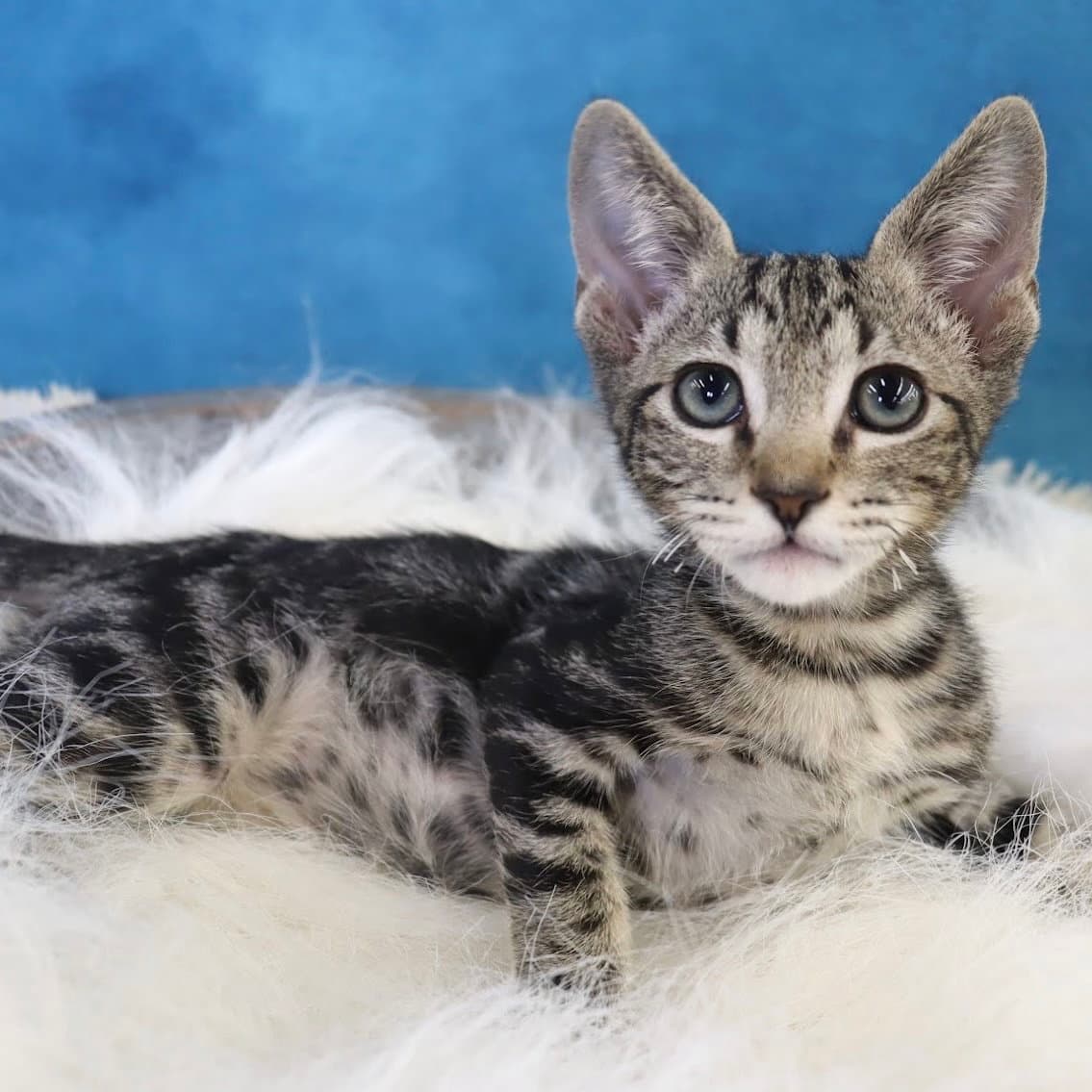 Finn - Domestic Short Hair