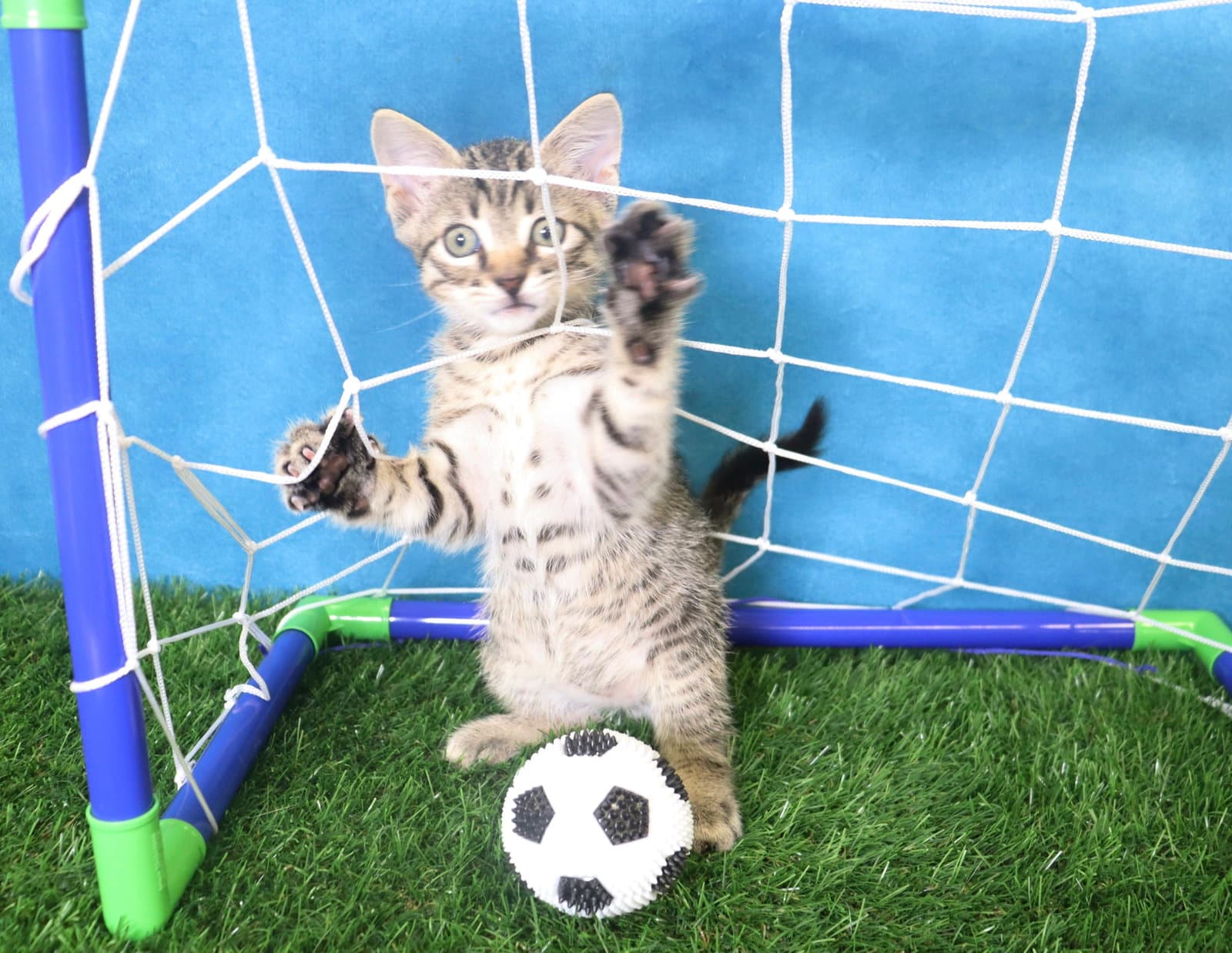 Tom Foolery - Domestic Short Hair