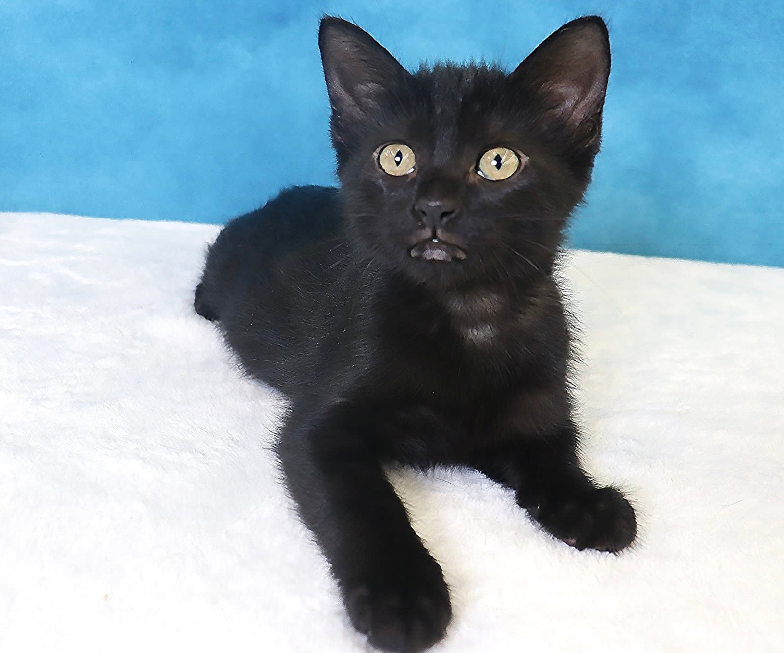Harper - Domestic Short Hair