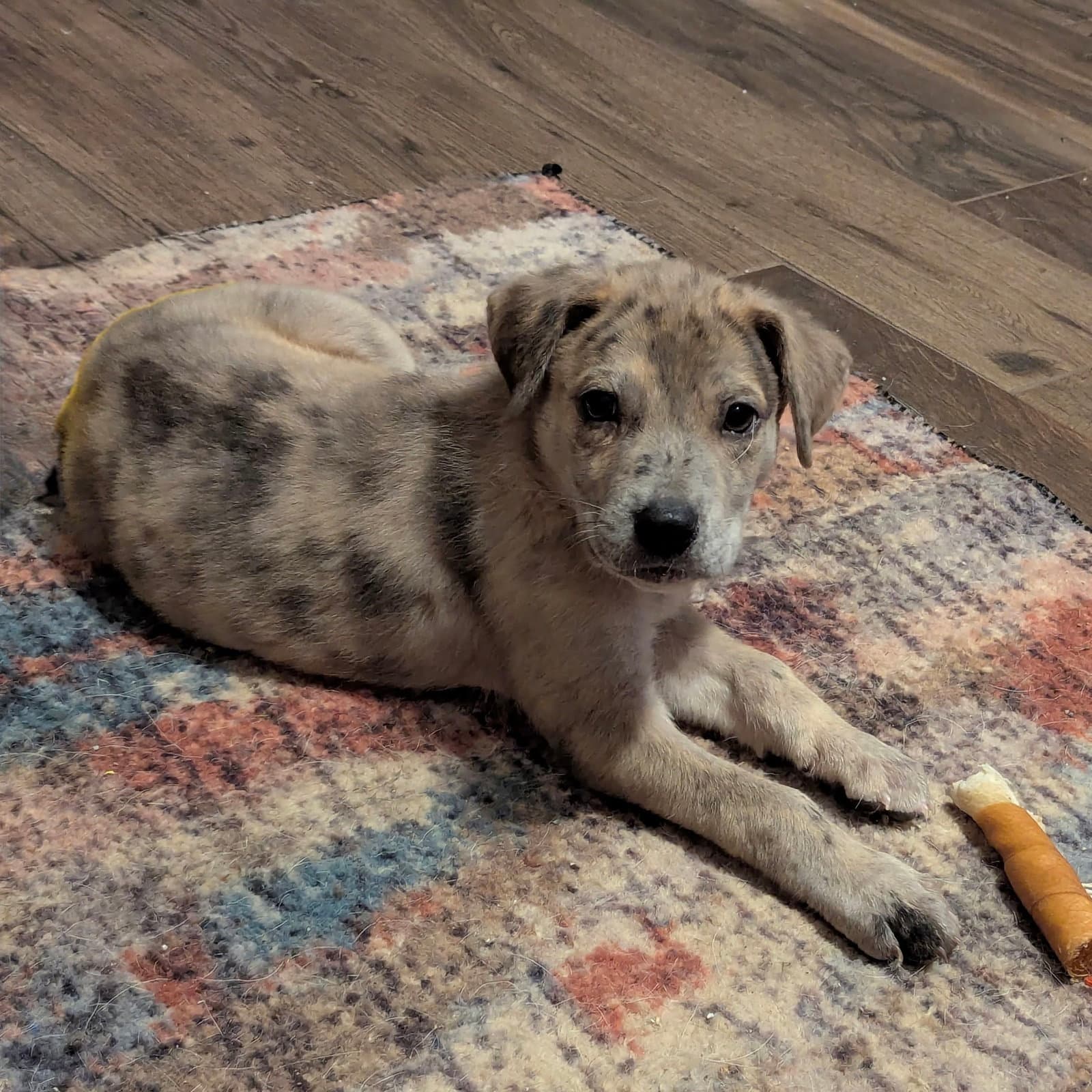 Stormi - Coming Soon - Australian Cattle Dog/Blue Heeler