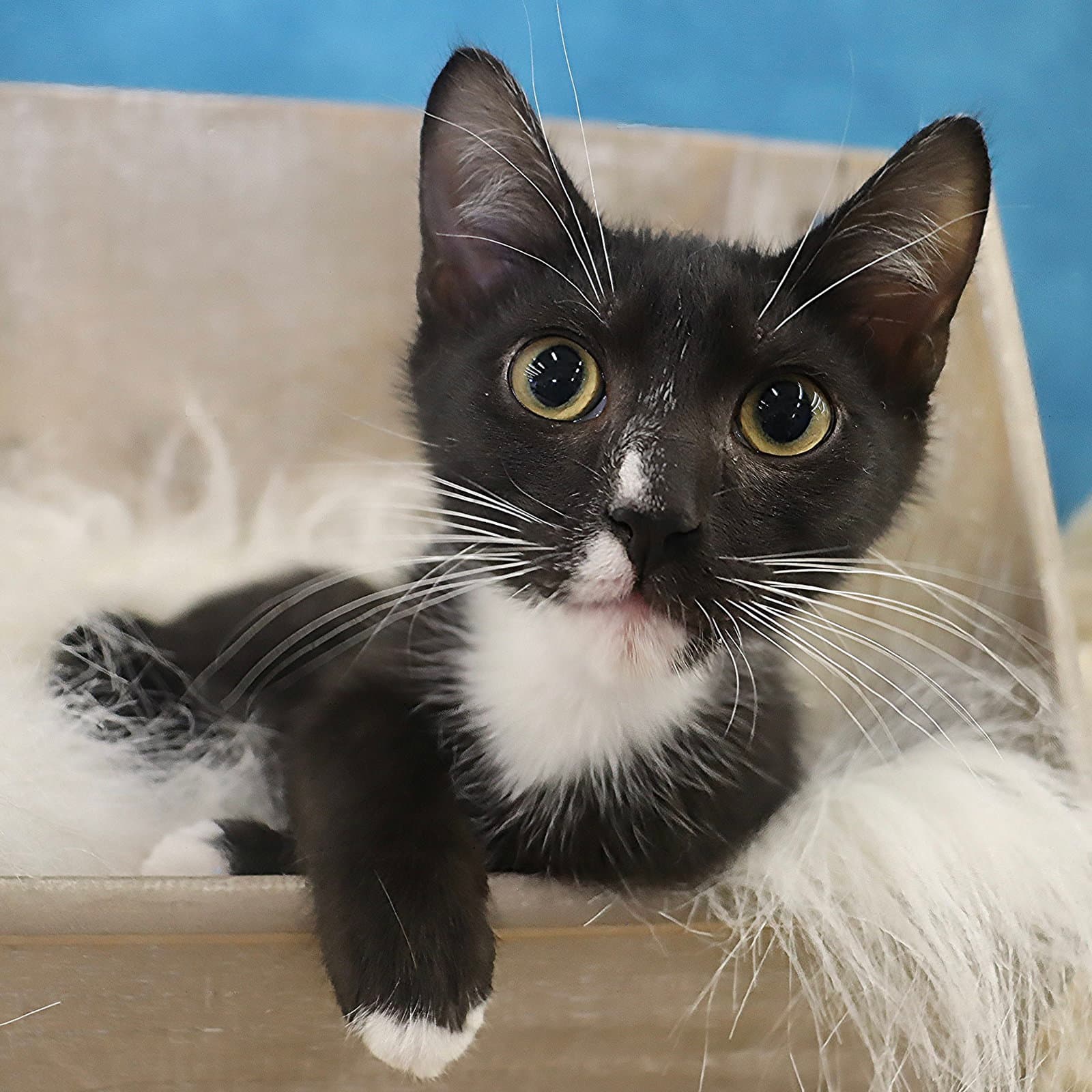 Felix - Domestic Short Hair