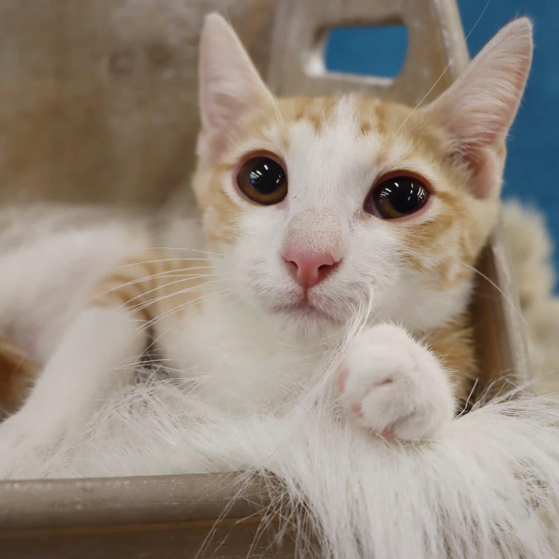 Sunny - Domestic Short Hair