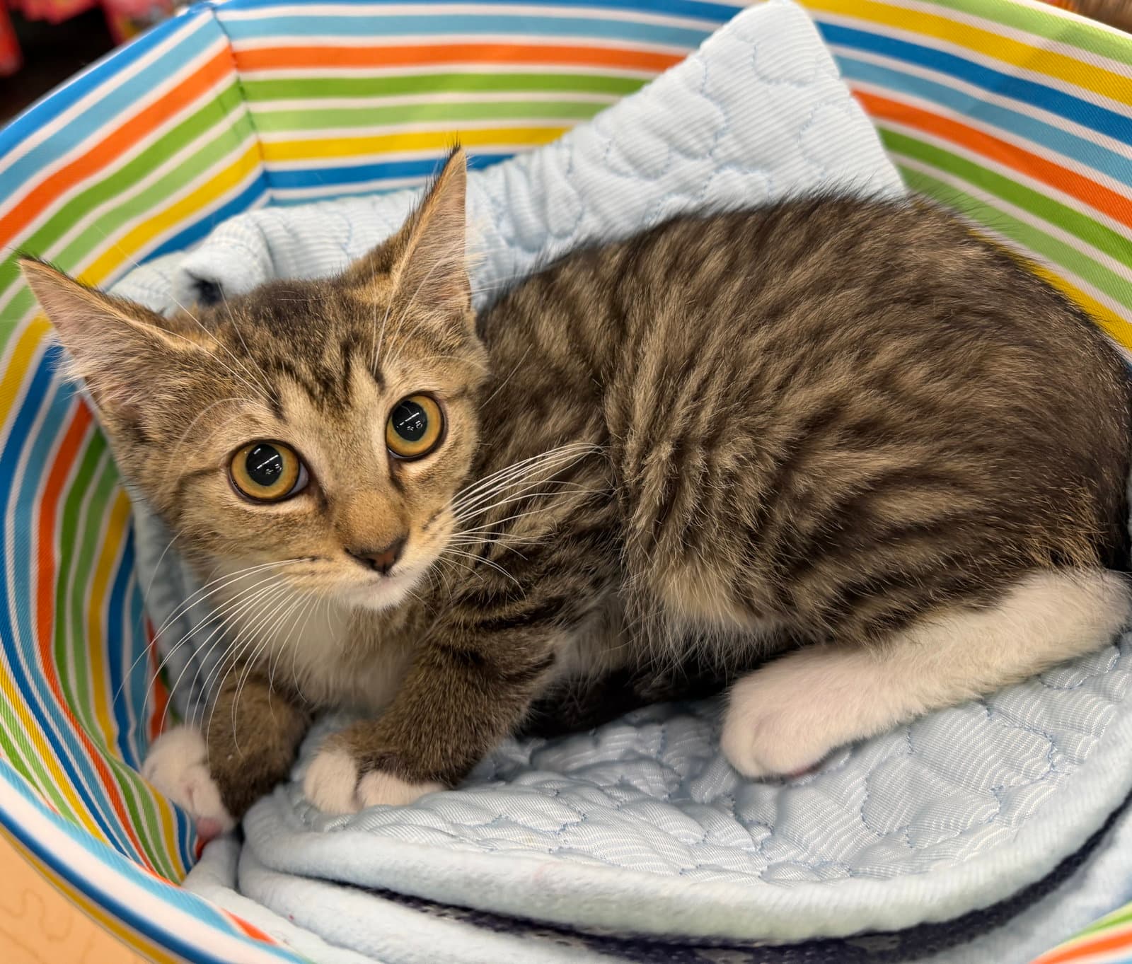 Toast - Domestic Short Hair