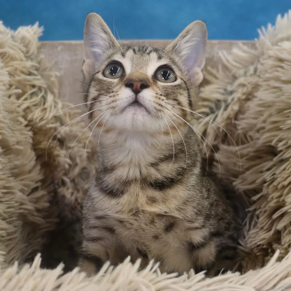 Royal - Domestic Short Hair