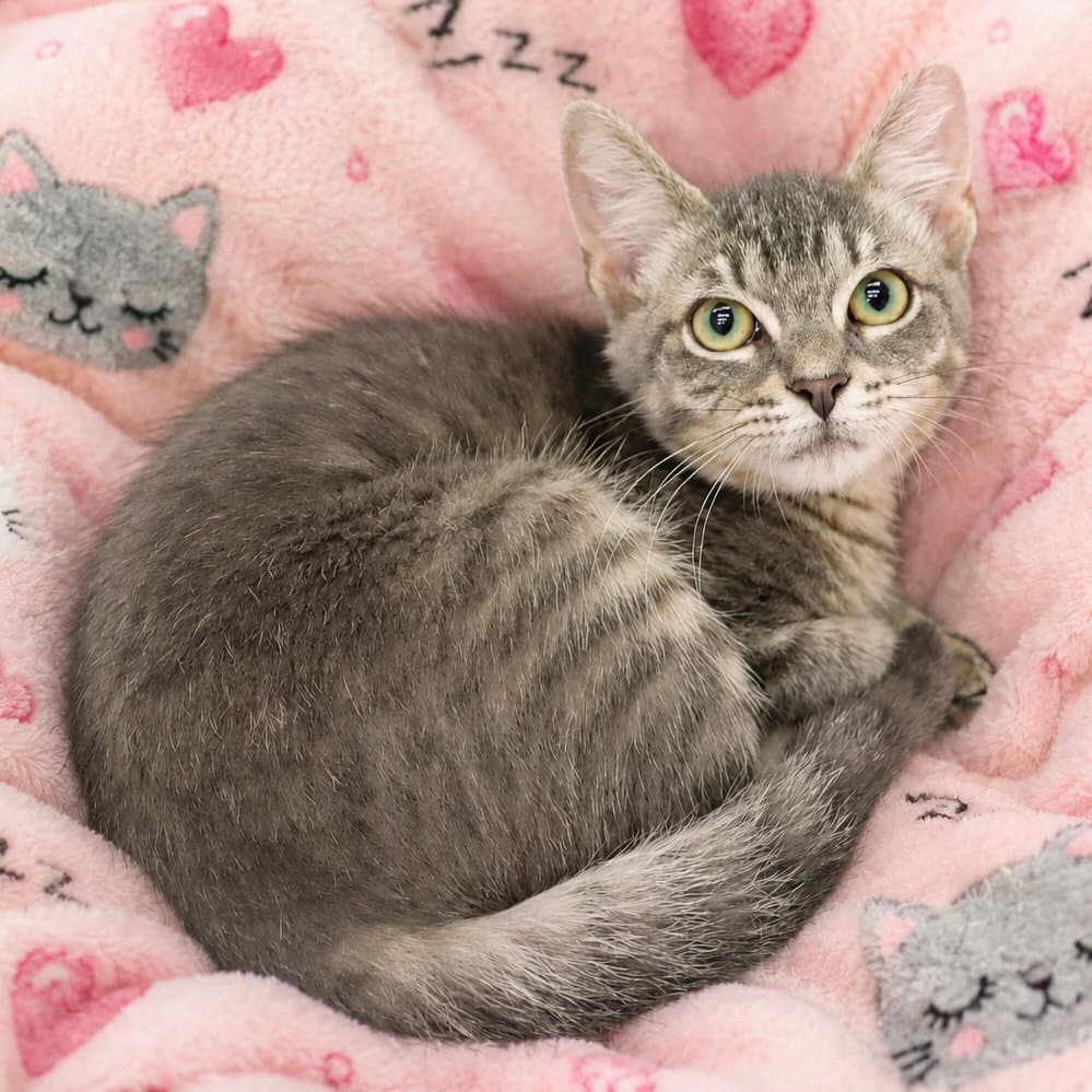 Precious - Domestic Short Hair