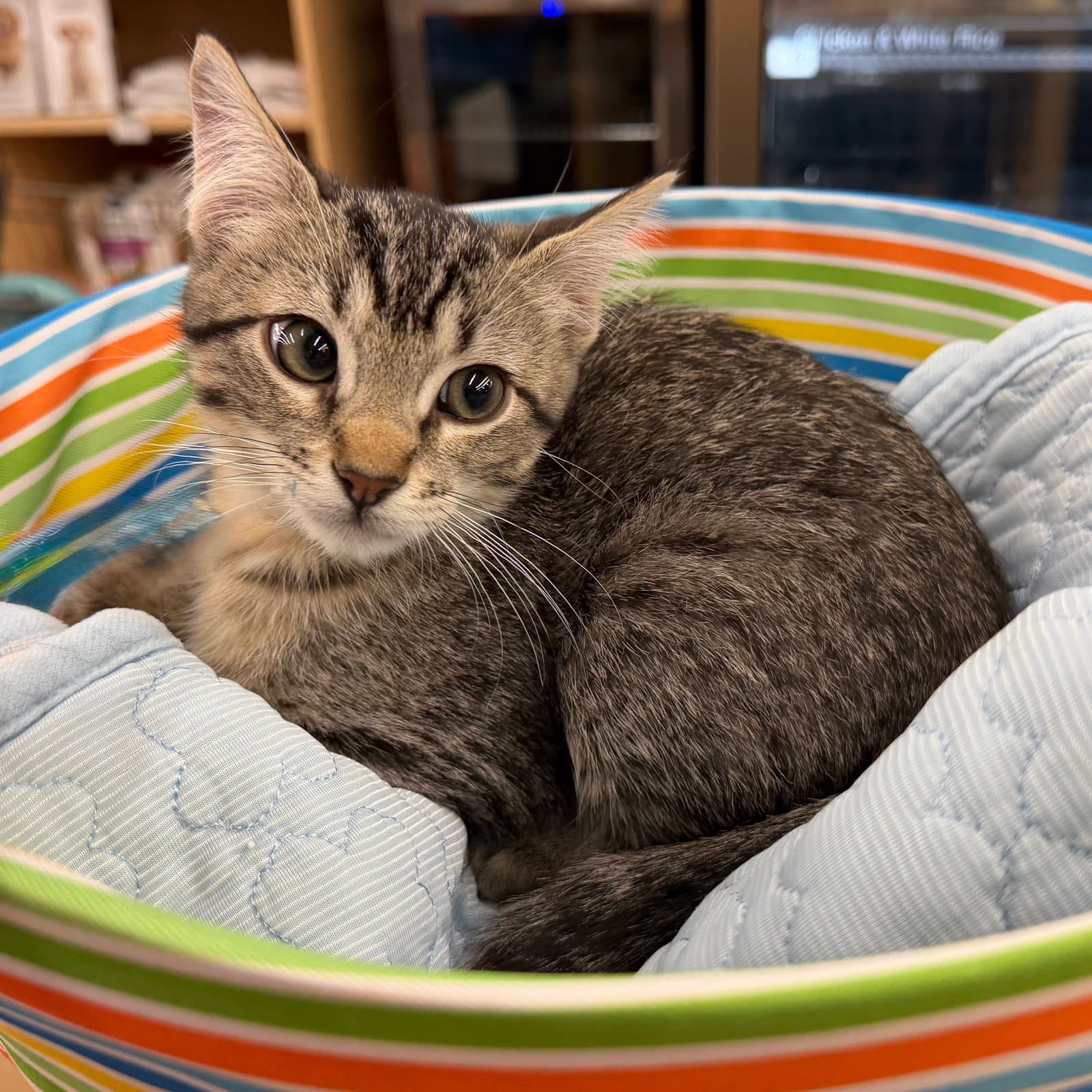 Nessie - Domestic Short Hair