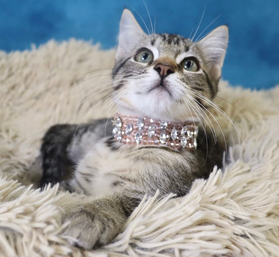 Nessie - Domestic Short Hair