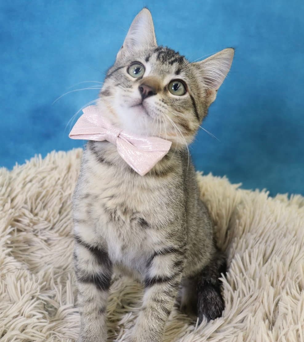 Bigfoot - Domestic Short Hair