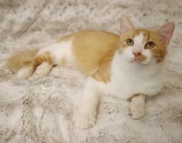 Cheerio image 1