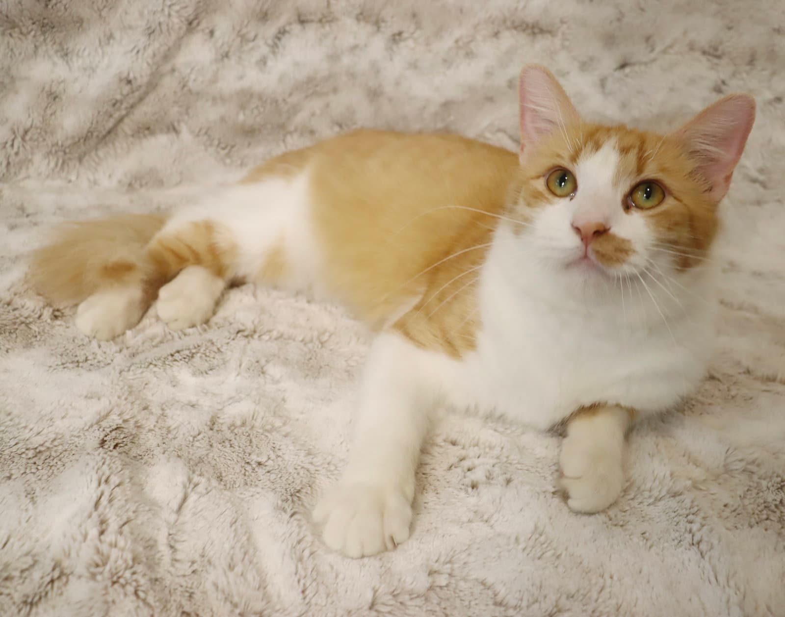 Cheerio - Domestic Medium Hair
