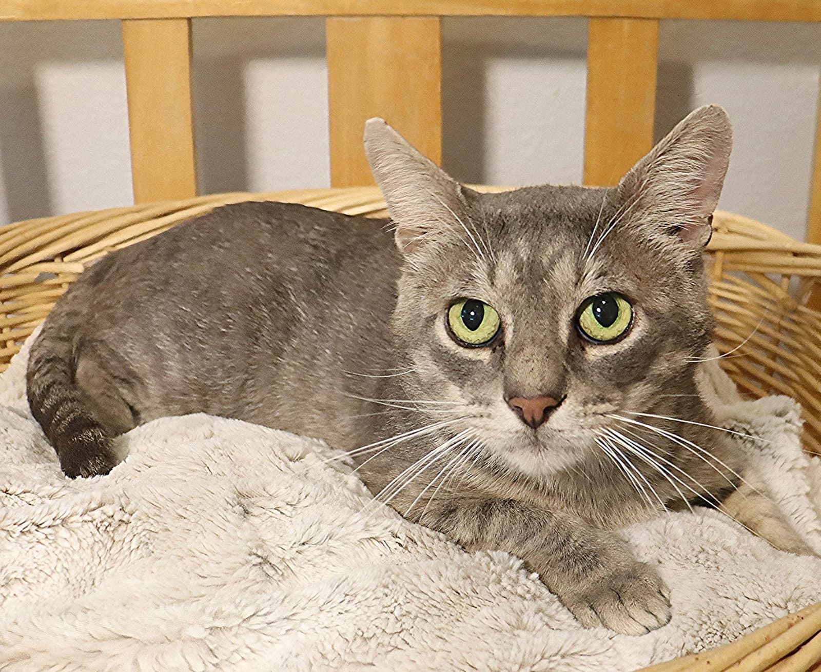 Cake Ball - Domestic Short Hair