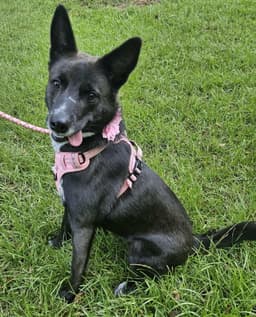 Roxy image 1