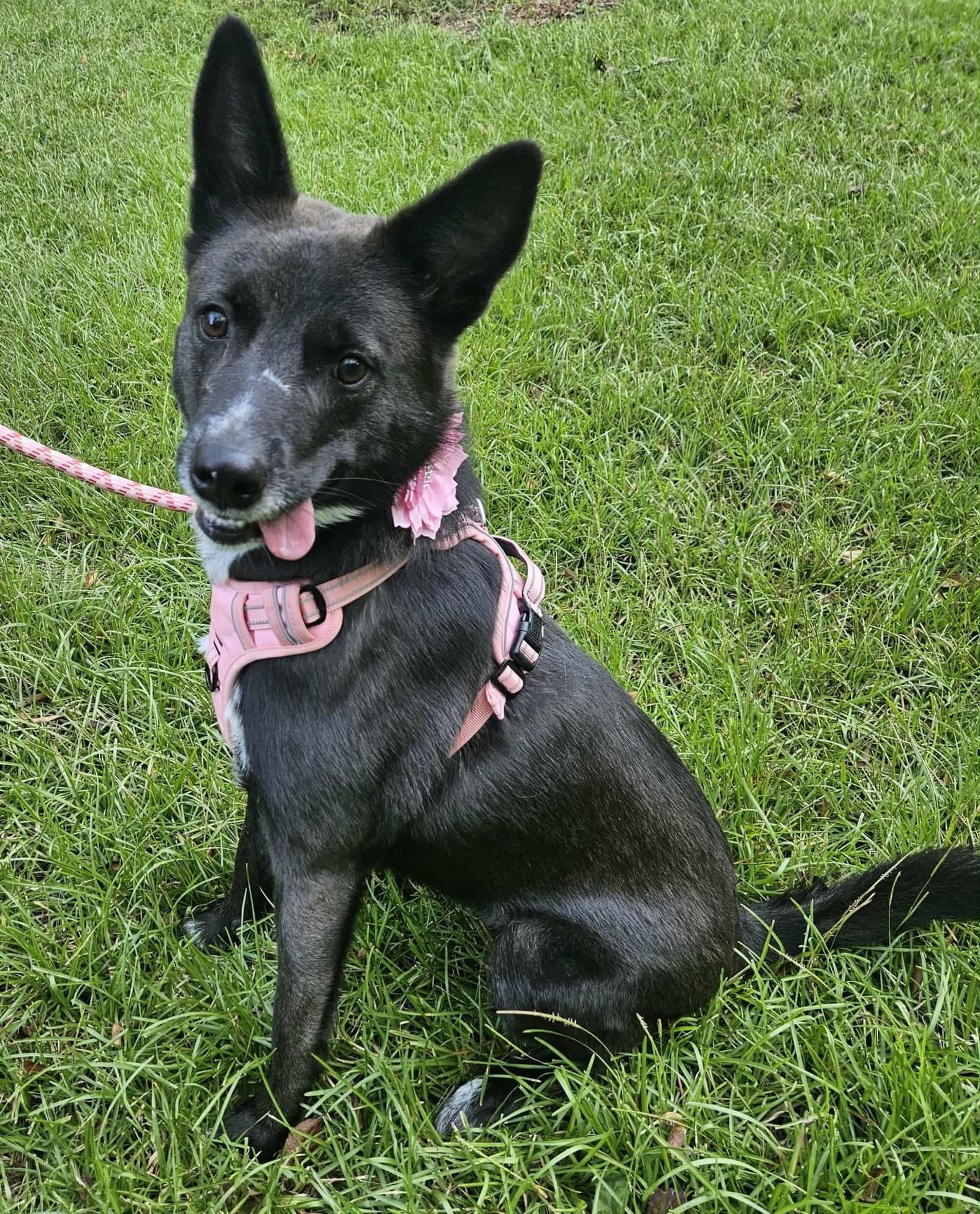 Roxy - German Shepherd Dog