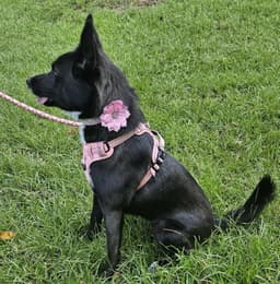 Roxy image 3