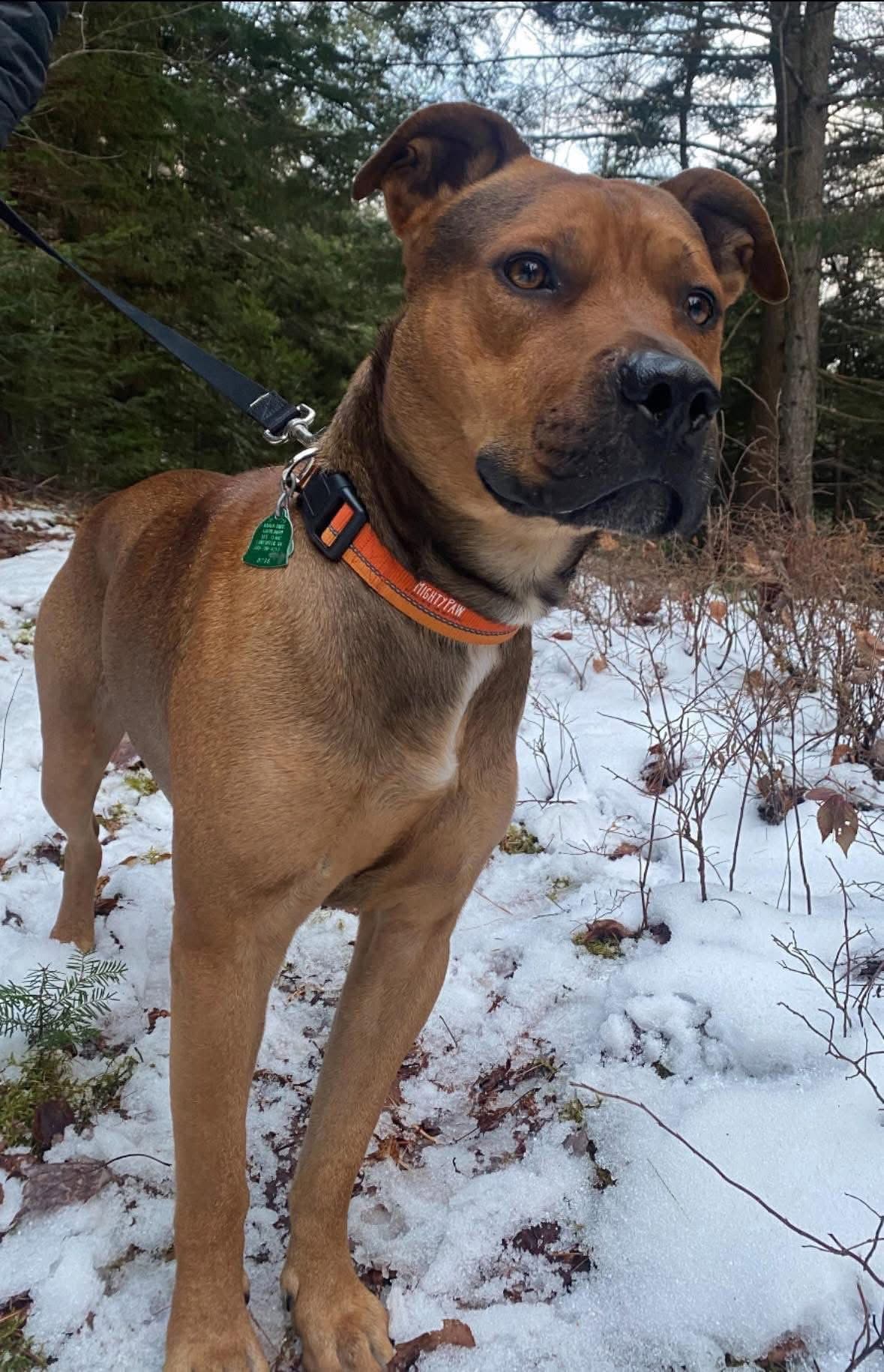 Boone In New England - Rhodesian Ridgeback