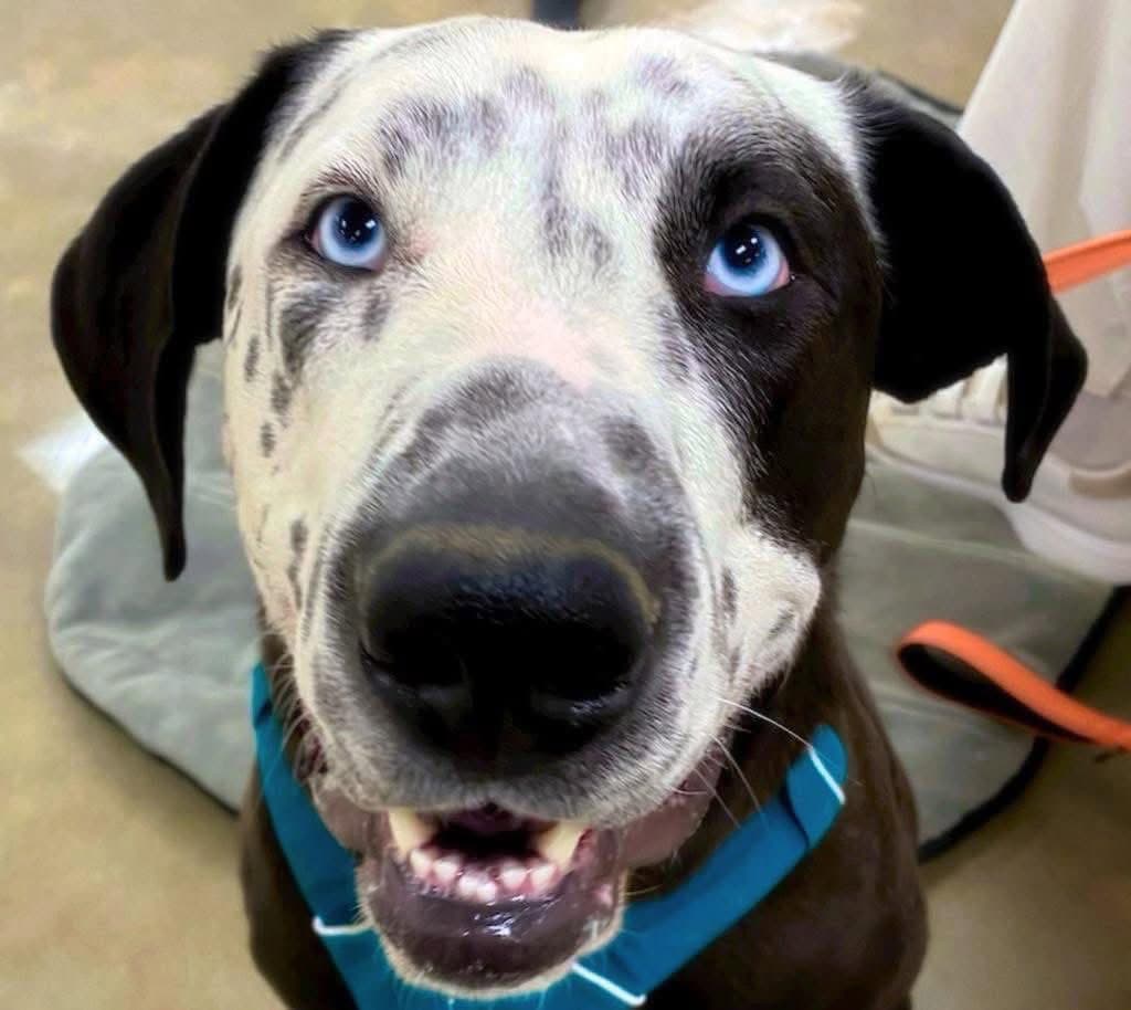 Celeste - Great Dane