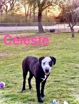 Celeste image 2