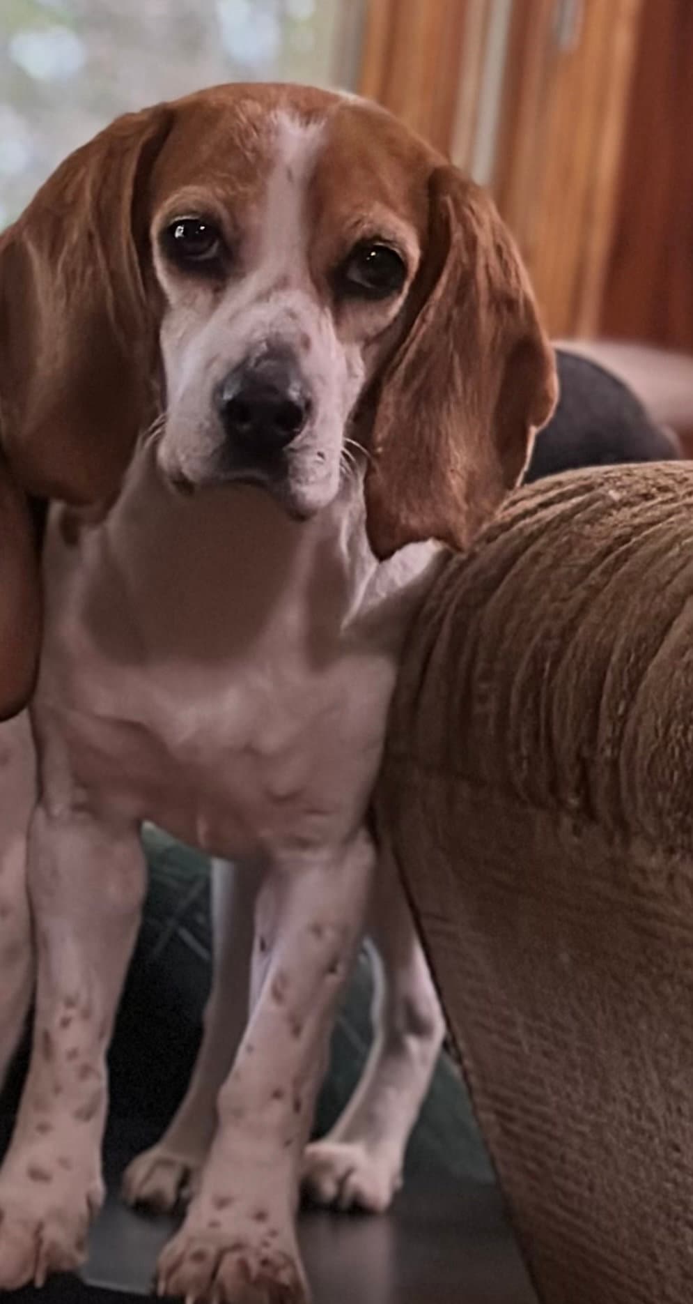 Autumn - Beagle