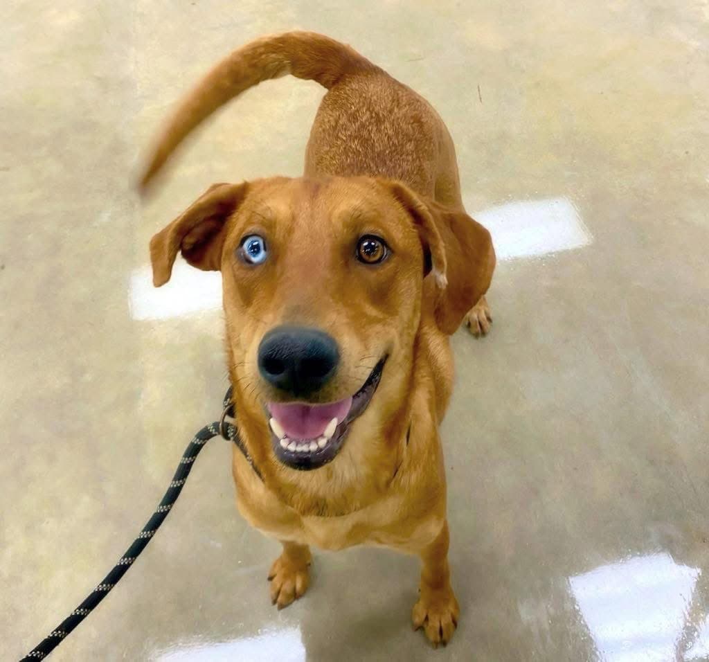 Montana - Labrador Retriever
