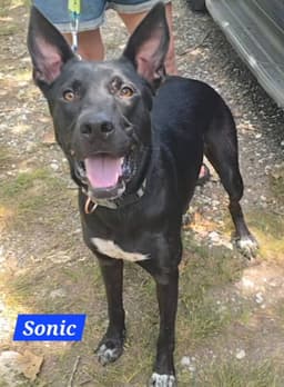 Sonic image 3