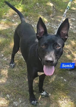 Sonic image 4
