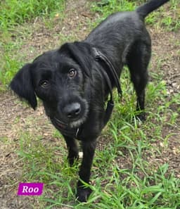 Roo image 2