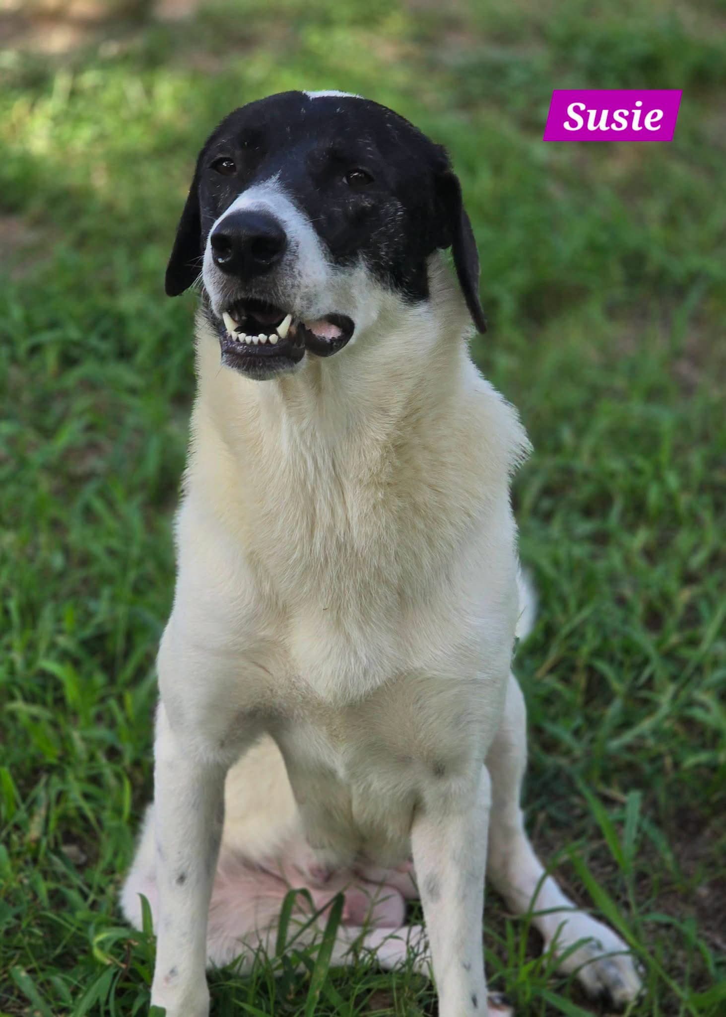 Susie - Great Pyrenees