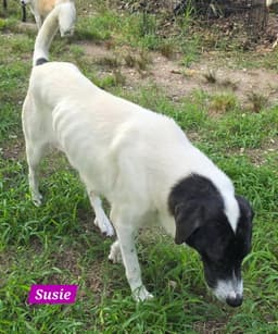Susie image 4